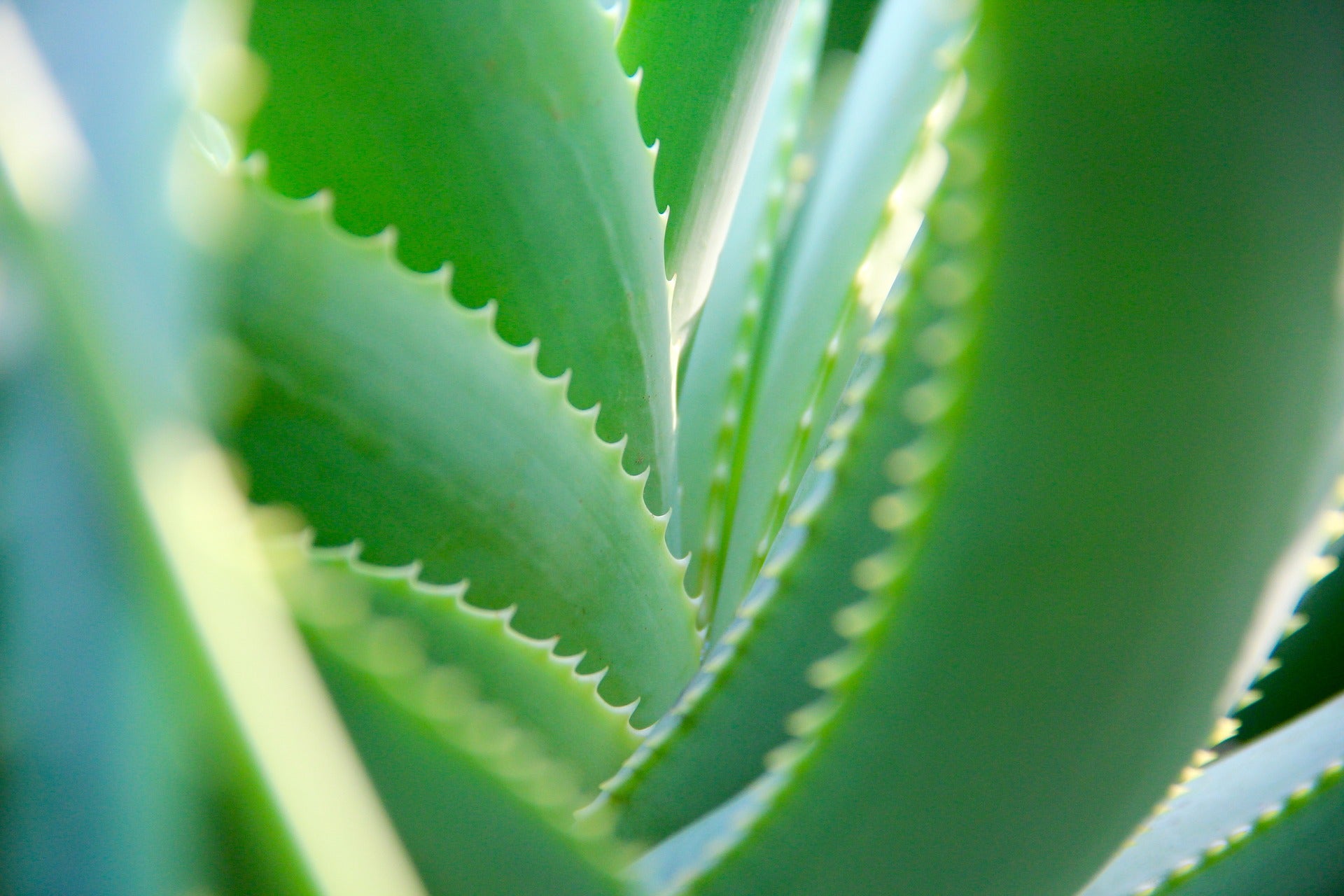 Aloe Vera Juice
